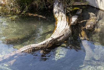 SA Zoo Gharial 2025